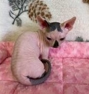 Sphynx Bambino kittens for sale